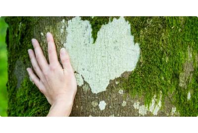 100 million trees planted: target reached!