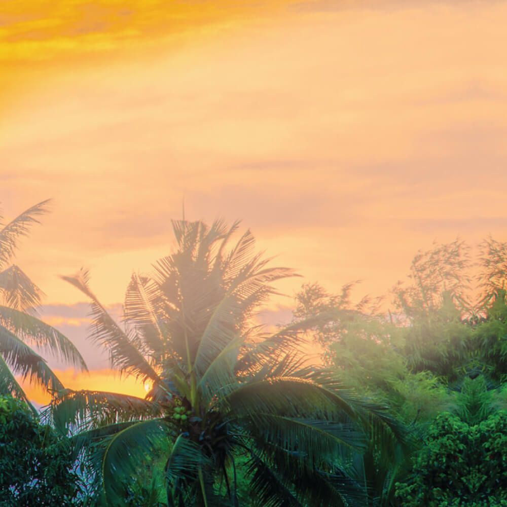 معطر الجسم والشعر – بخلاصة المانغو 