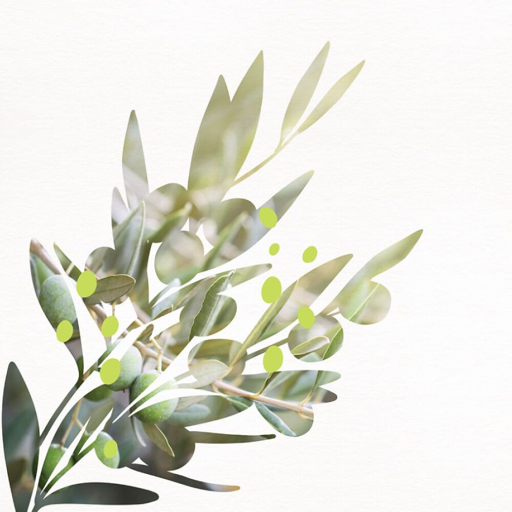 معطر الجسم والشعر – بخلاصة الزيتون 