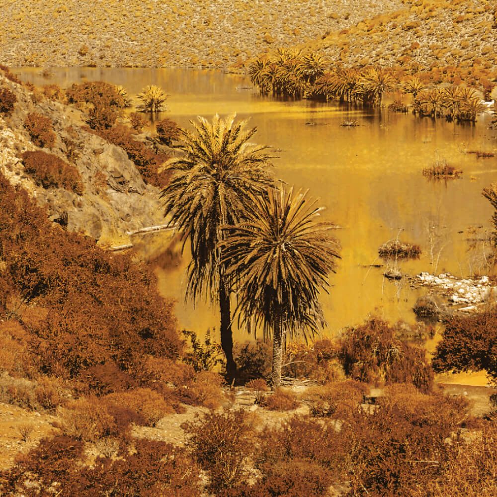 معطر الجسم والشعر – بخلاصة الأرغان 